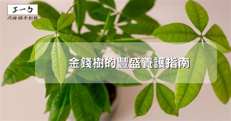 金錢樹功效|金錢樹的豐盛養護指南：吸引財富與繁榮 